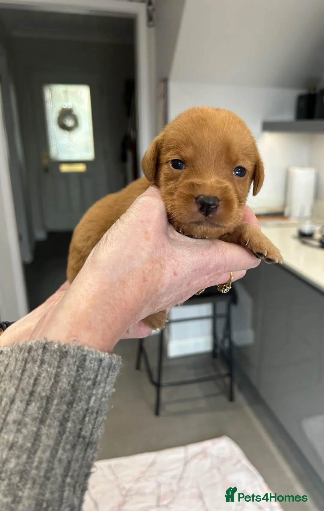 Labrador Retriever dogs for sale: Beautiful fox red Labrador puppies for sale in Gloucester - Advert 1