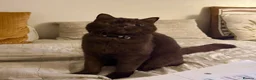 British Shorthair cats for sale: Chunky kittens brown gene carriers - Advert 1