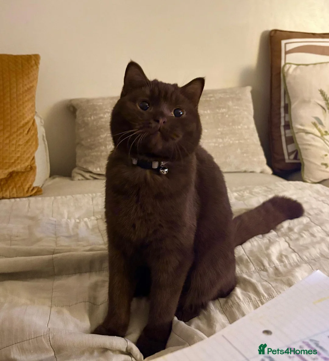 British Shorthair cats for sale: Chunky kittens brown gene carriers - Advert 1