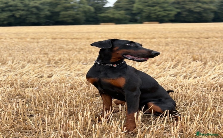 Dobermann dogs - Advert 1