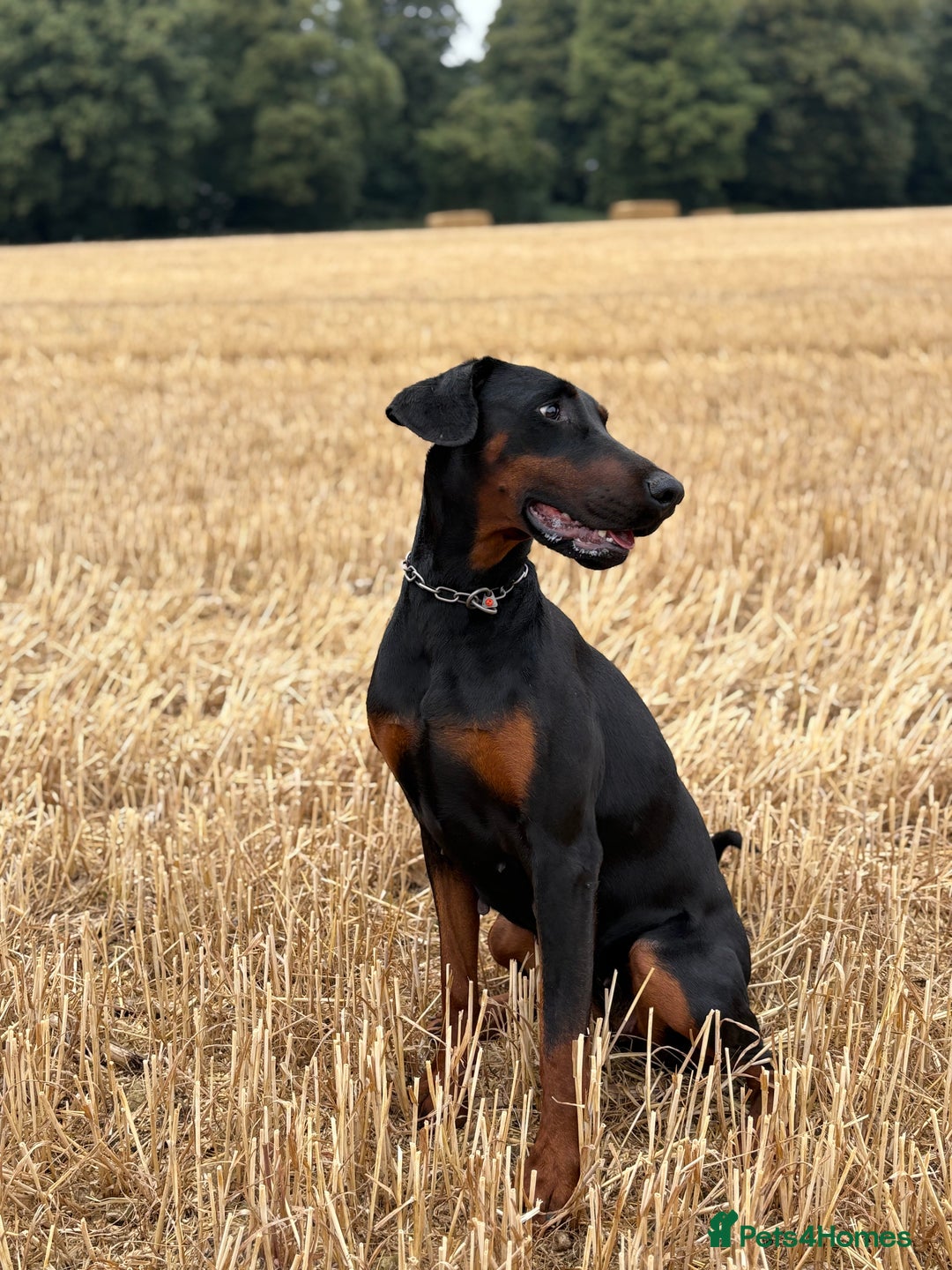 Dobermann dogs for sale: Desperate for her forever home! - Image 1