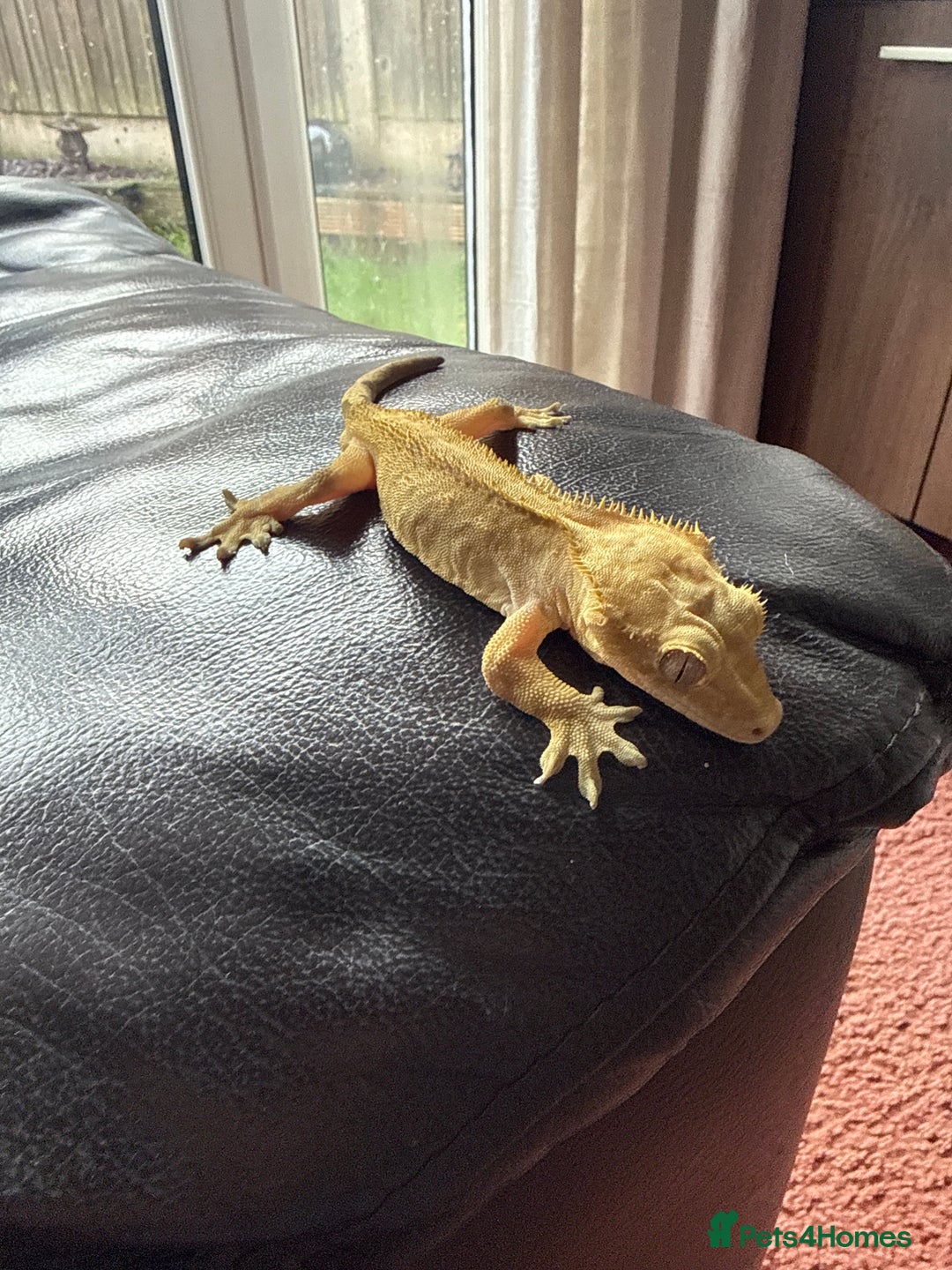 Gecko reptiles for sale: Crested gecko - Image 1