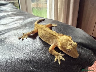 Gecko reptiles Crested gecko - Advert 3