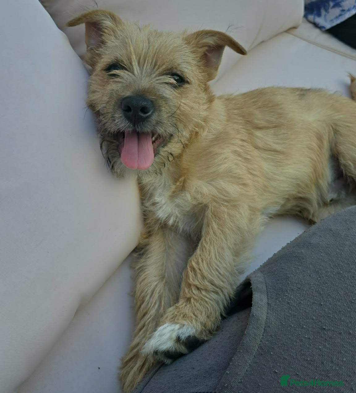 Patterjack dogs Young Stanley wants a new forever home - Advert 2