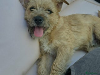 Patterjack dogs Young Stanley wants a new forever home - Advert 2