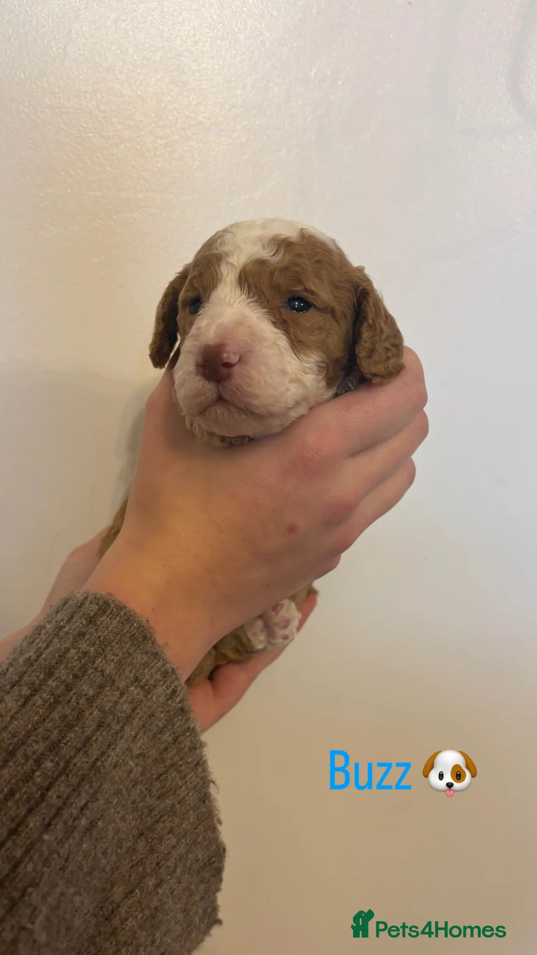 Cockapoo dogs for sale: 🐶🐾Cockapoo puppies🐶🐾 - Advert 7