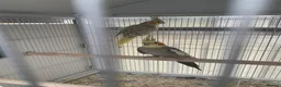 Cockatiels birds for sale: Cockatiel  - Advert 2