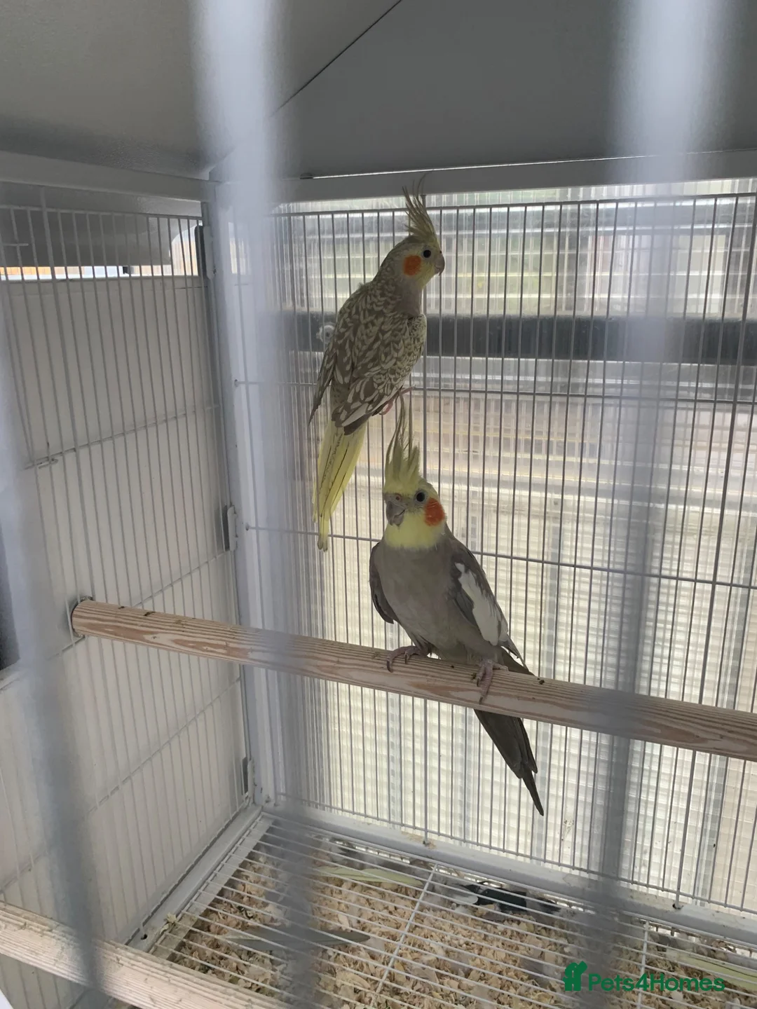 Cockatiels birds for sale: Cockatiel  - Advert 2