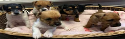 Jack Russell dogs for sale: Jack Russell 5 boys  - Advert 2