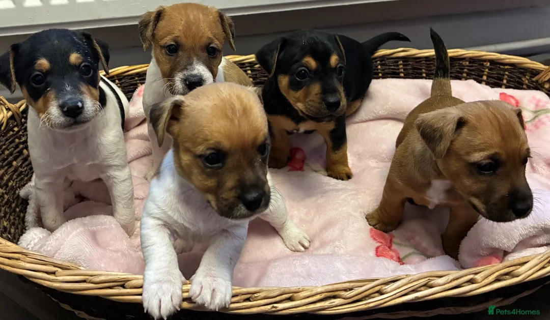 Jack Russell dogs for sale: Jack Russell 5 boys  - Advert 2
