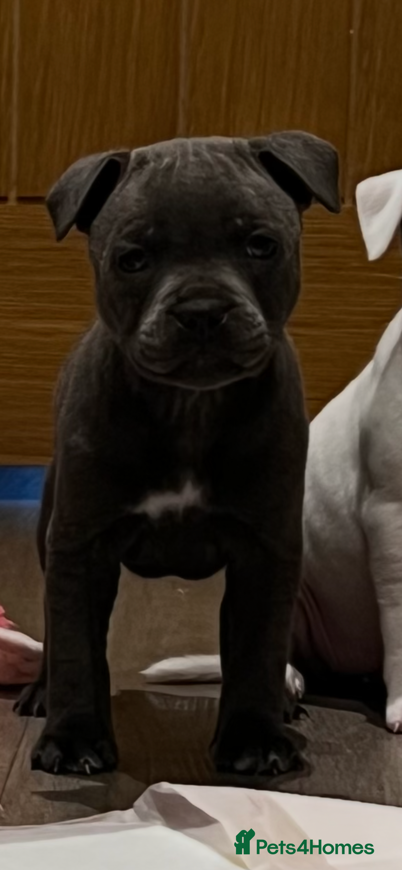 Staffordshire Bull Terrier dogs Kc reg blue Staffie 1 girl to go  - Advert 9