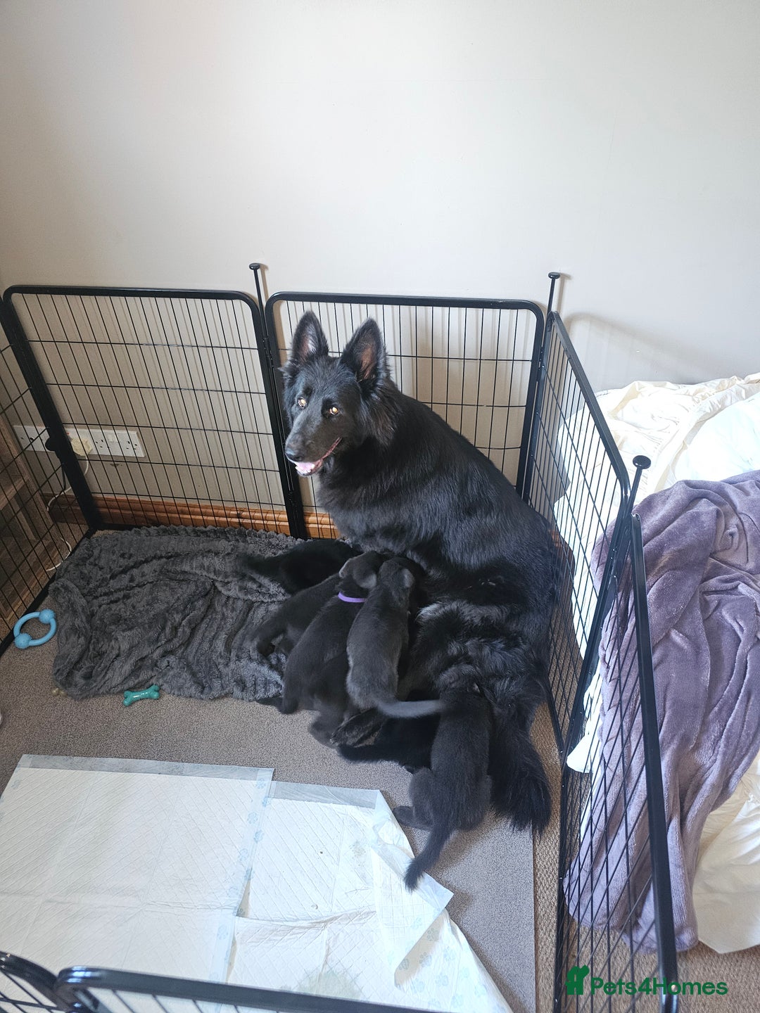 German Shepherd dogs for sale: Blue German shepherds for sale - Image 2