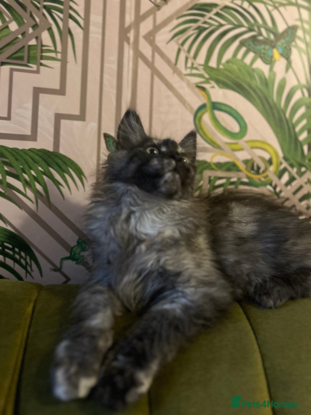 Maine Coon cats for sale: 🔥 TICA Maine coon kittens 🔥  READY NOW 💕💕 - Image 31