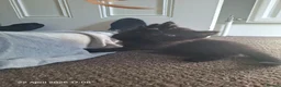 Mixed Breed cats for sale: Kittens for sale  - Advert 7