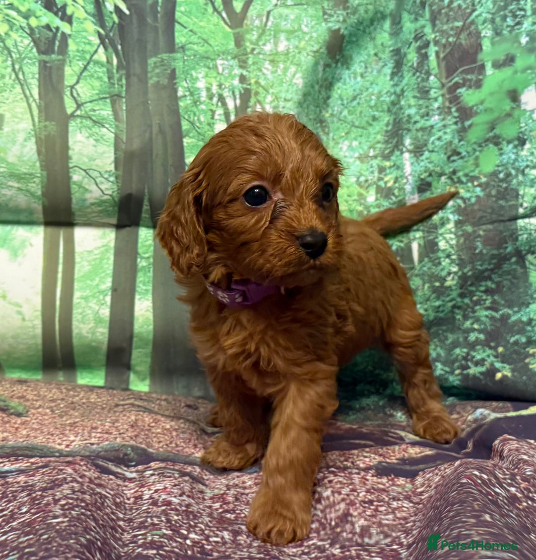 Cavapoo dogs for sale: Lovely litter of F1 Cavapoos - Advert 22