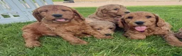 Cockapoo dogs for sale: Quality Cockapoo Puppies - Advert 2