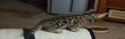 Bengal cats for sale: beautiful bengal kittens - Advert 5