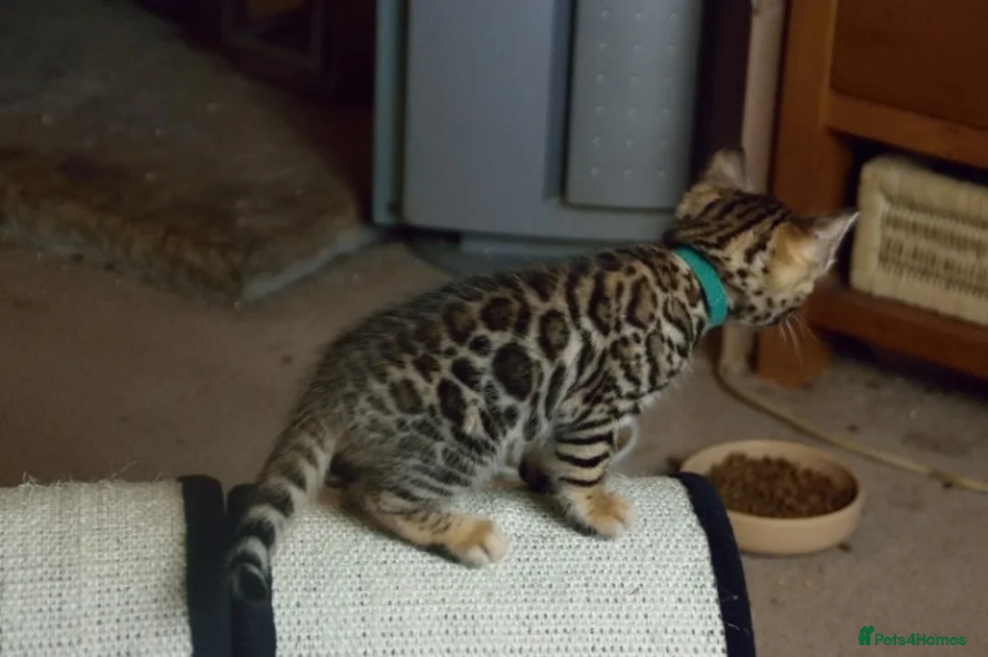 Bengal cats for sale: beautiful bengal kittens - Advert 5