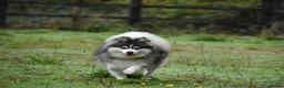 Pomsky dogs for stud: Blue & White Blue eyed Pomsky available for stud - Advert 3
