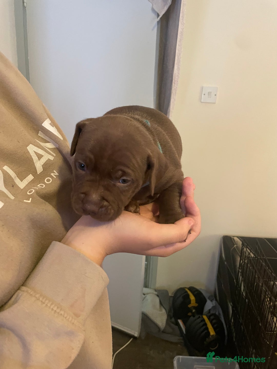 Staffordshire Bull Terrier dogs for sale: Staffordshire/American Staffordshire pups in Harrow - Image 12