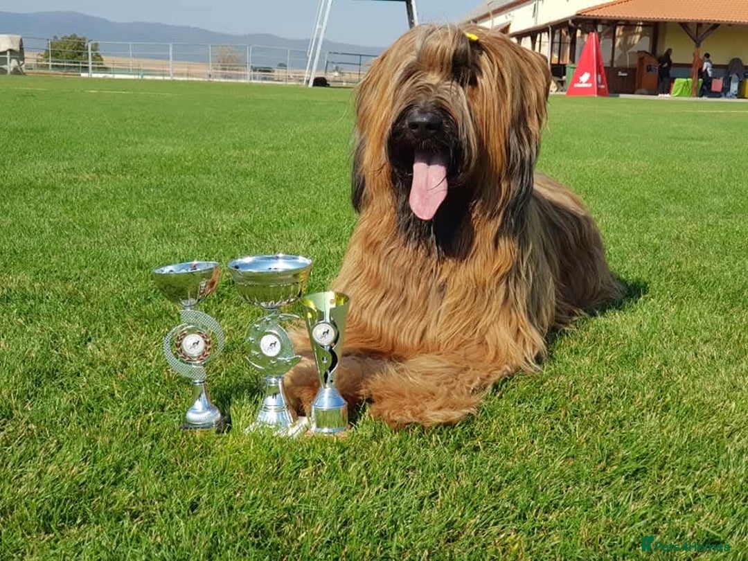 Briard dogs for sale: Top-Class Pedigree Briard Puppies - Image 16