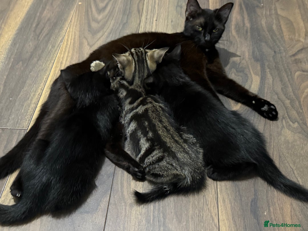 Mixed Breed cats for sale: Kittens  - Image 3
