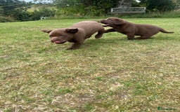 Labrador Retriever dogs for sale: Chunky Chocolate Labrador Puppies - Image 7