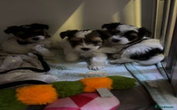 Yorkshire Terrier dogs for sale: Beautiful Yorkshire biewer terrier - Image 10