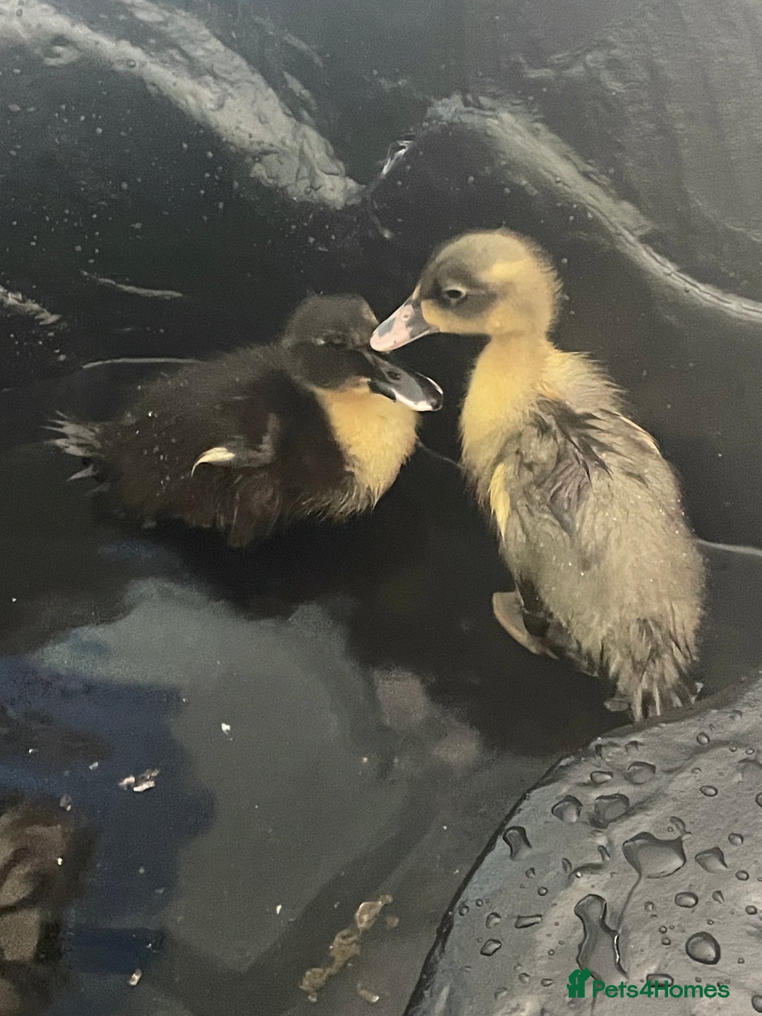 Ducks poultry for sale: Nearly 3month old magpie ducks - Image 4