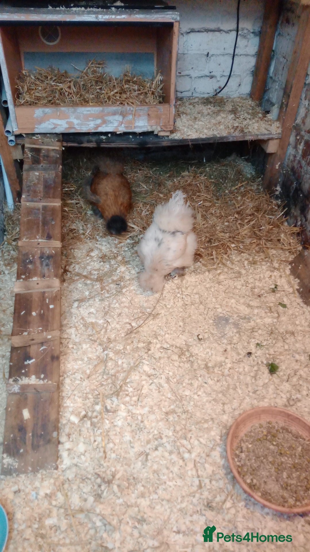 Chickens poultry for sale: Pure breed Silkie hens - Advert 1