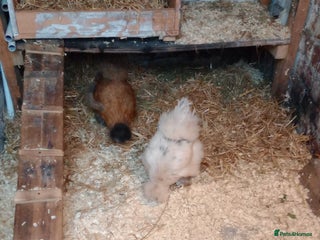 Chickens poultry Pure breed Silkie hens - Advert 8