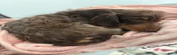 Miniature Dachshund dogs for sale: Stunning Miniature Silky Wire Haired Dachshunds  in Torquay - Advert 10