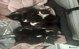 Mixed Breed cats for sale: 6 kittens for sale  - Image 9