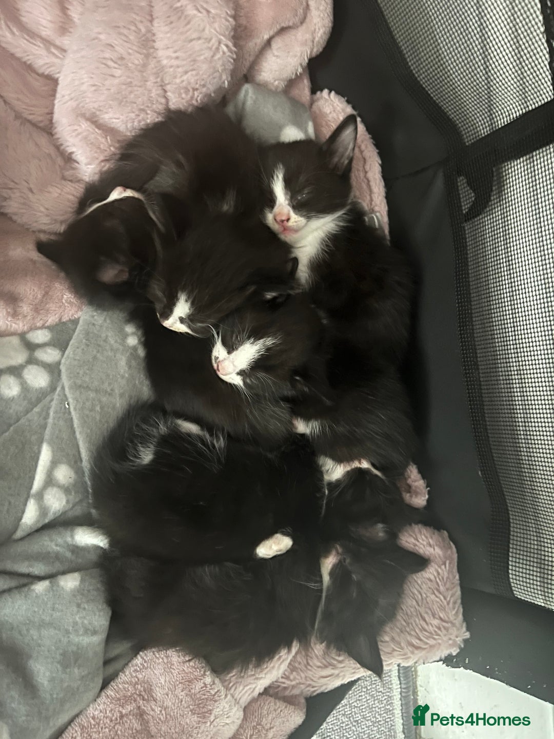 Mixed Breed cats for sale: 6 kittens for sale  - Image 9