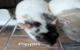 Rat rodents for sale: 4 Female Rats & Set-Up - Image 8