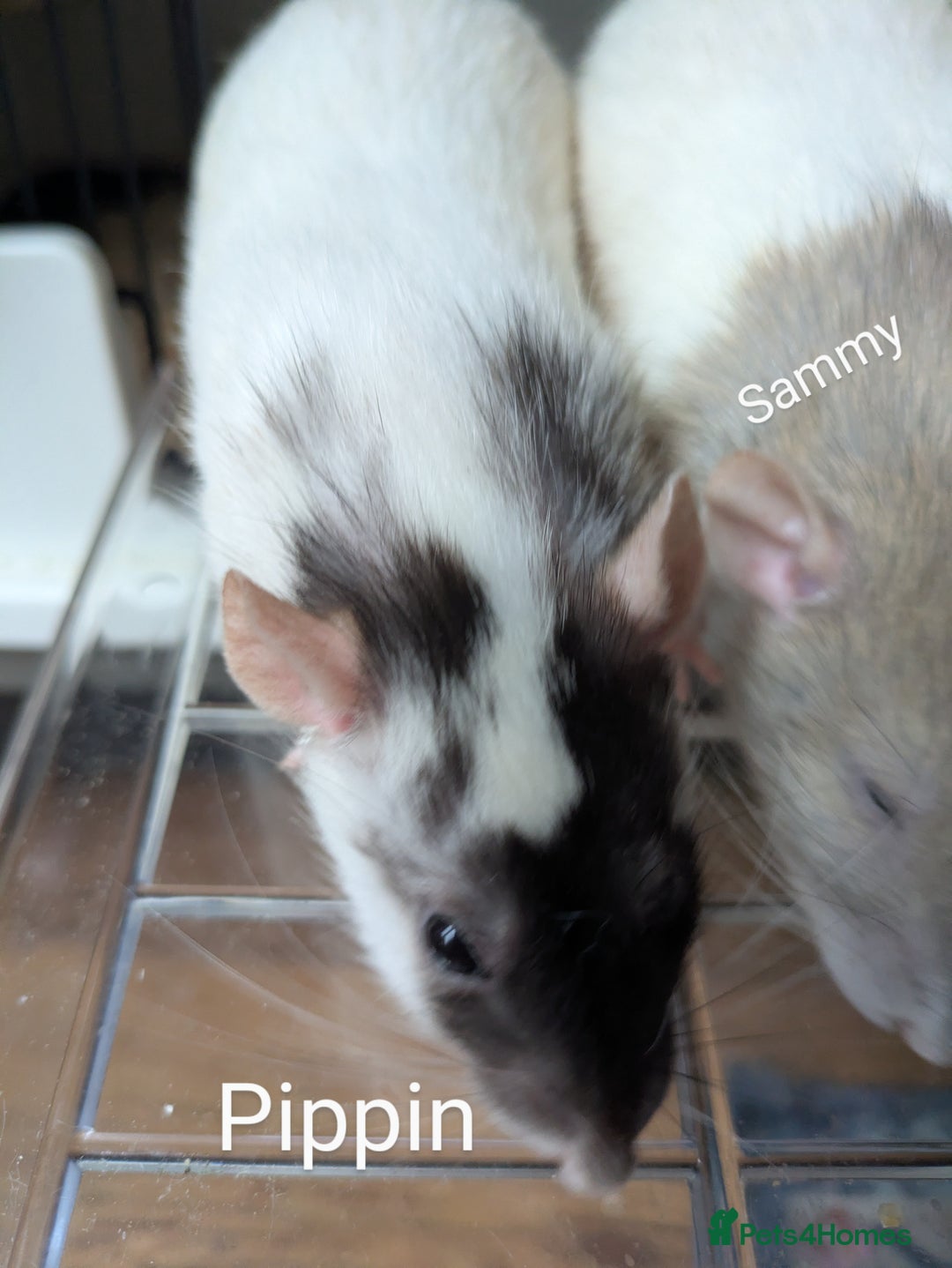 Rat rodents for sale: 4 Female Rats & Set-Up - Image 8