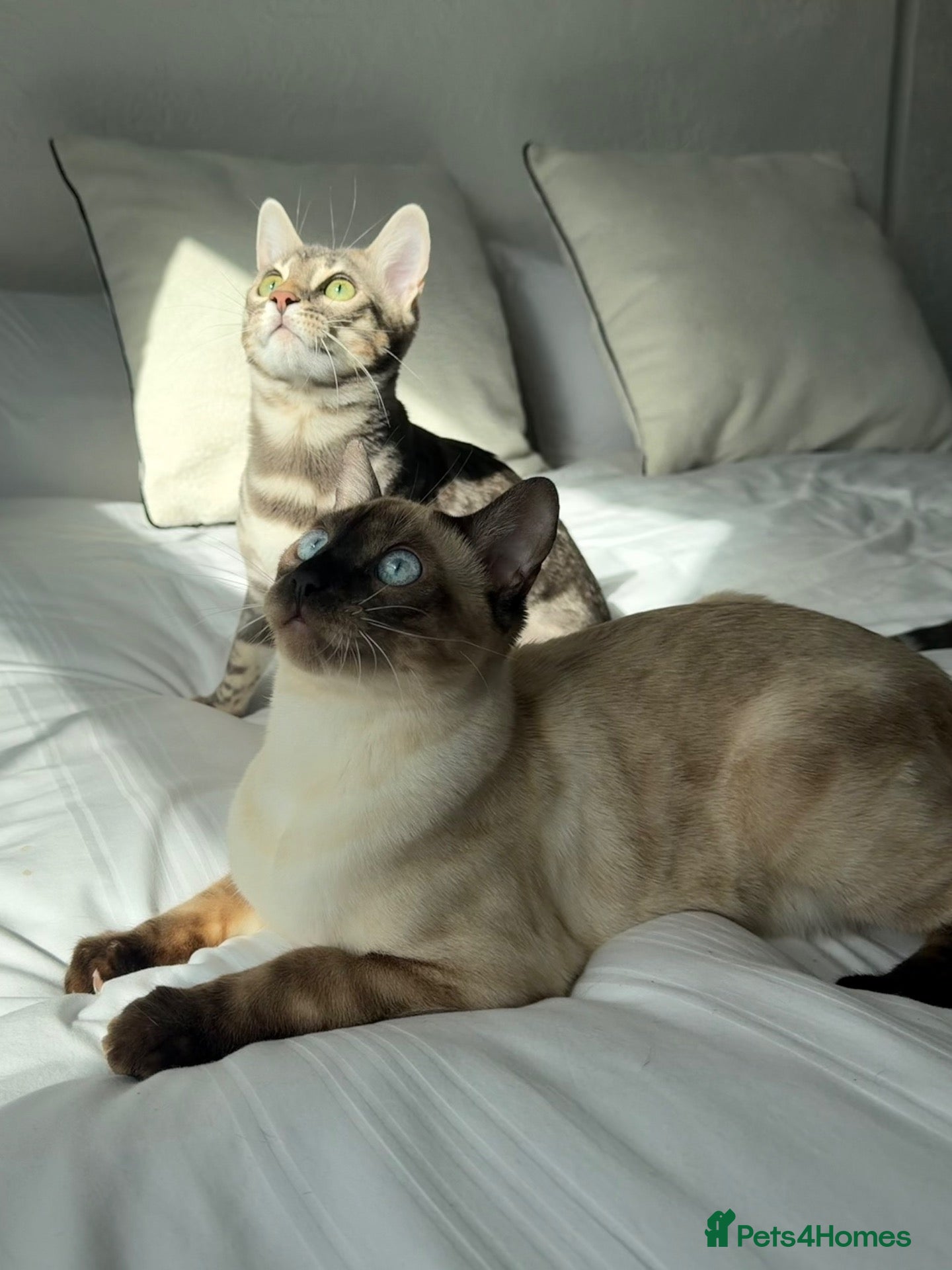 Bengal cats Bengal Brother and Sister: to be re-homed together - Advert 2