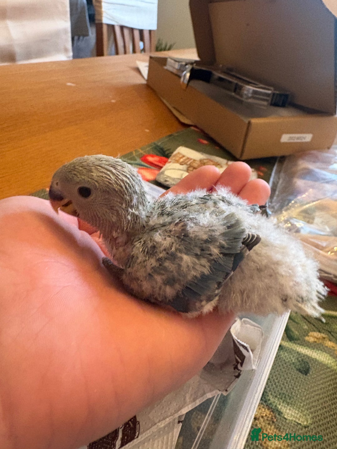 Lovebirds birds for sale: Lovebird babies - friendly chicks - Advert 2