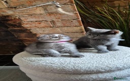 Scottish Fold cats for sale: Adorable Scottish Fold and Straight Kittens  - Image 2