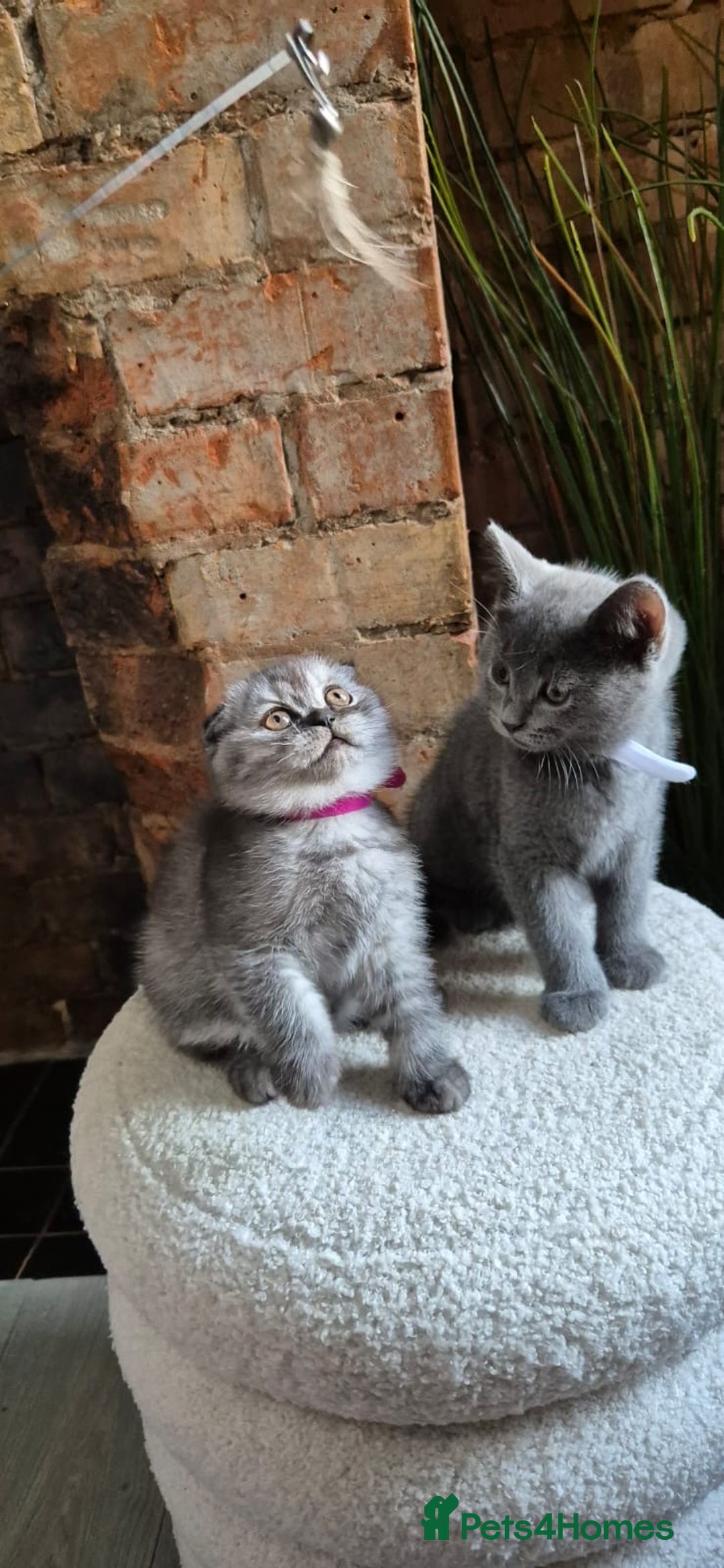 Scottish Fold cats for sale: Adorable Scottish Fold and Straight Kittens  - Image 2