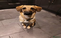 Mixed Breed dogs for adoption: Sallie – 10 months old, Female, Mixed Breed Pup - Advert 1