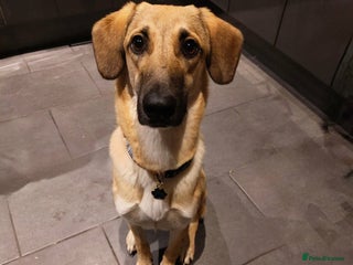 Mixed Breed dogs Sallie – 10 months old, Female, Mixed Breed Pup - Advert 5