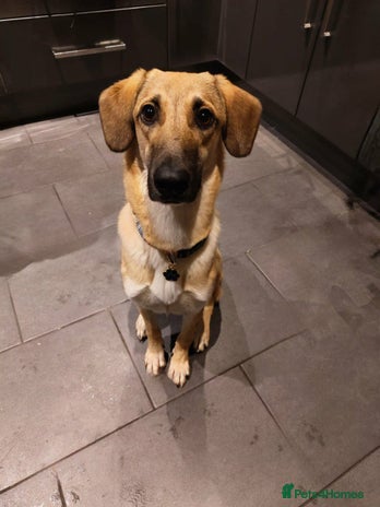 Mixed Breed dogs Sallie – 10 months old, Female, Mixed Breed Pup - Advert 1