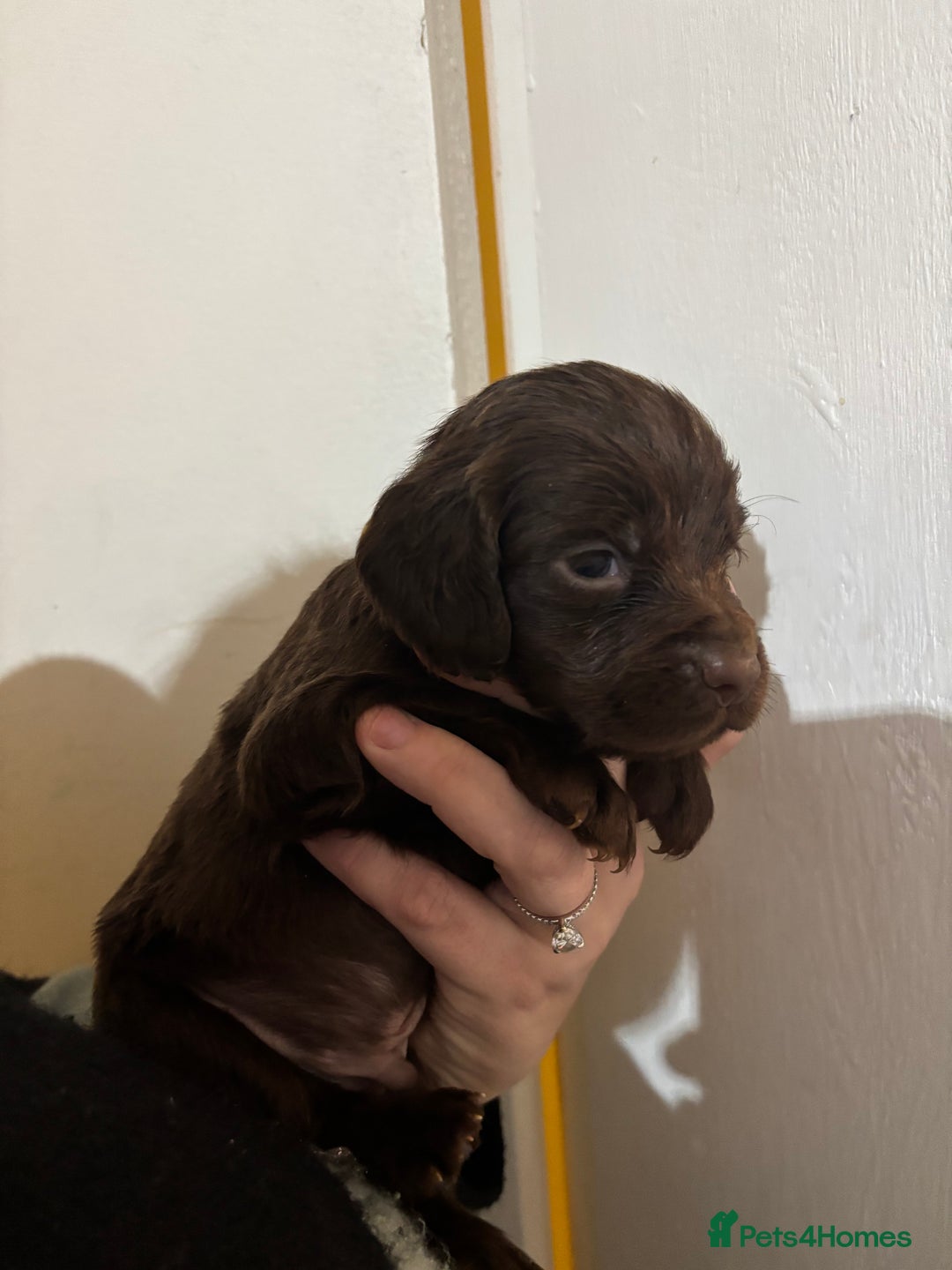 Cocker Spaniel dogs for sale: 🐶Beautiful Cocker spaniel puppies 🐶  - Advert 29