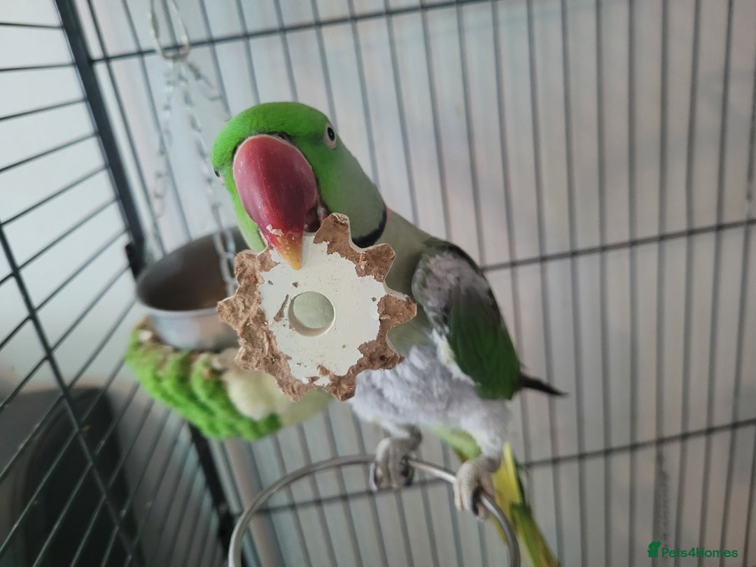 Parakeets birds for sale: Aexandrine parrot male - Image 2