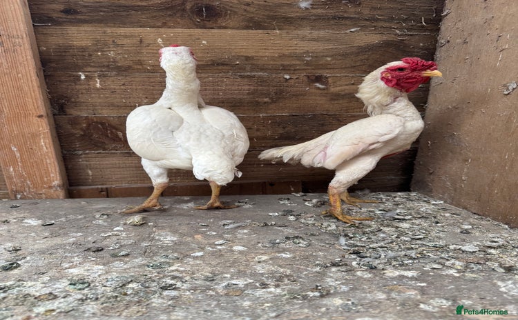 Chickens poultry - Advert 3