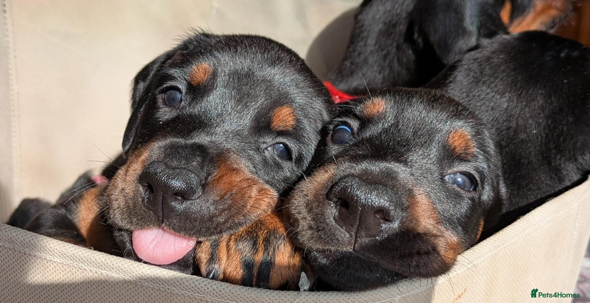 Dobermann dogs Available for new homes!KC✅vaccination✅ microchip✅ - Advert 5