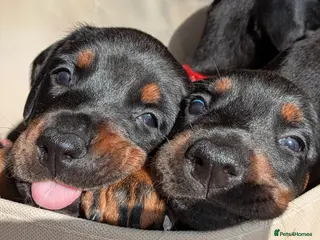 Dobermann dogs Available for new homes!KC✅vaccination✅ microchip✅ - Advert 5