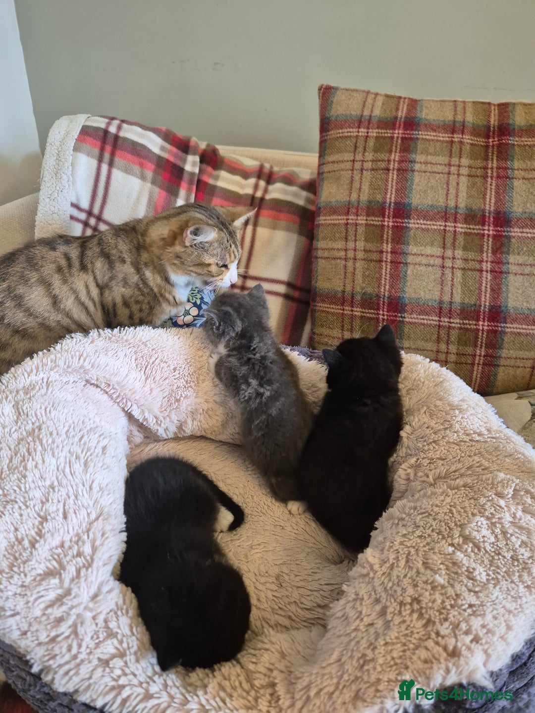 Mixed Breed cats for sale: 2 Beautiful b+w kittens Ready Now ( 2 left) - Image 14