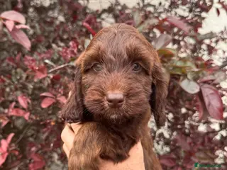 Cockapoo dogs F1 Toy Cockapoo puppies - Advert 1